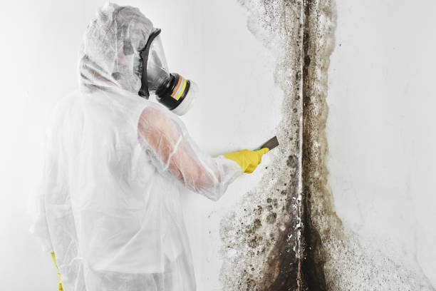 Environmental Consulting for Mold Prevention in Elkhorn, CA